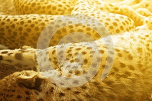 Sleeping gepard image