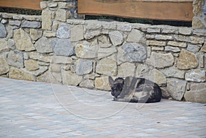 Sleeping German shepherd