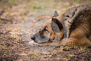 Sleeping german shepherd dog outdoor on ground