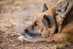 Sleeping german shepherd dog outdoor on ground