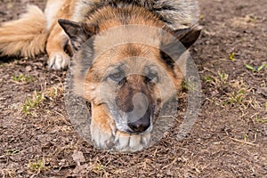 Sleeping german shepherd dog outdoor on ground