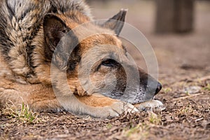 Sleeping german shepherd dog outdoor on ground