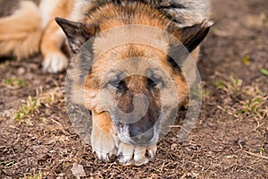 Sleeping german shepherd dog outdoor on ground