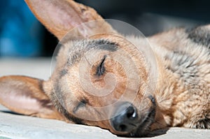 Sleeping german shepherd