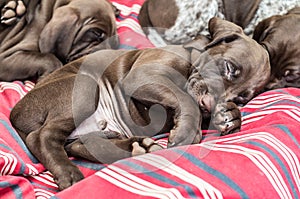 Sleeping German Shorthaired Pointer puppy