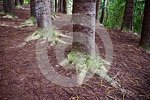 Sleeping Giant, Nounou Forest Reserve, Kauai, Hawaii, USA photo