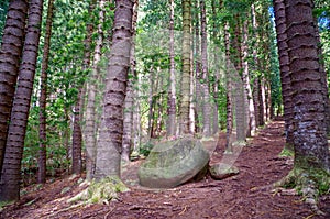 Sleeping Giant, Nounou Forest Reserve, Kauai, Hawaii, USA photo