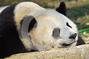 Sleeping Giant Panda