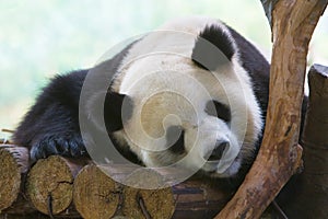 Sleeping Giant Panda