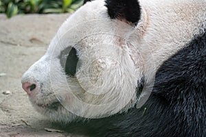 A sleeping giant panda bear. Giant panda bear falls asleep during the rain in a forest after eating bamboo