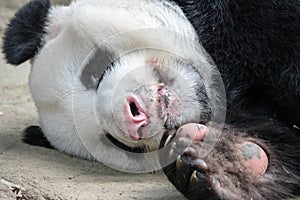A sleeping giant panda bear. Giant panda bear falls asleep during the rain in a forest after eating bamboo