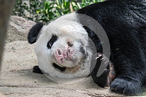 A sleeping giant panda bear. Giant panda bear falls asleep during the rain in a forest after eating bamboo