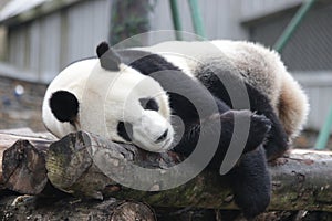 Sleeping Giant Panda in China