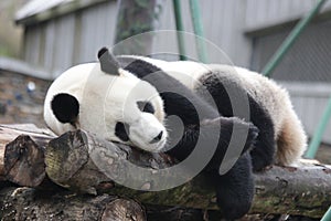 Sleeping Giant Panda in China