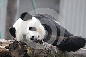 Sleeping Giant Panda in China