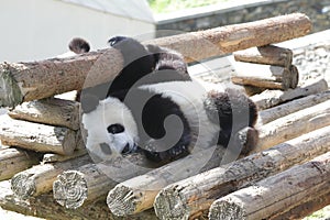 Sleeping Giant Panda Cub