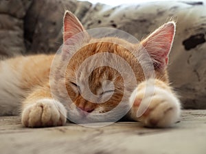 Sleeping ginger cat on 1990`s sofa