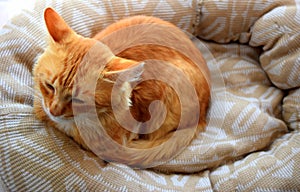 Sleeping ginger cat