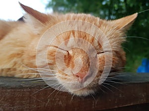 Sleeping ginger cat close-up