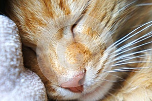 Sleeping ginger cat close-up pink cat`s nose muzzle near