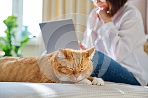 Sleeping ginger cat at home on bed, woman using laptop on background