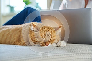 Sleeping ginger cat at home on bed, woman using laptop on background