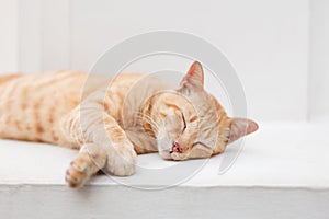 Sleeping ginger cat, Sweet dreaming on white background