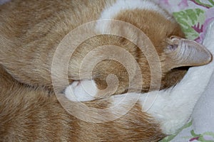 Sleeping ginger kitten close-up. The cat covers the nose with a paw. The tabby cat sleeps curled up in a ball