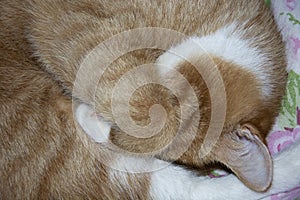 Sleeping ginger kitten. The tabby cat sleeps curled up in a ball. The cat covers the nose with a paw