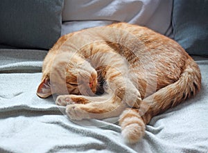 Sleeping ginger tomcat. Orange domestic cat sleeping on the sofa