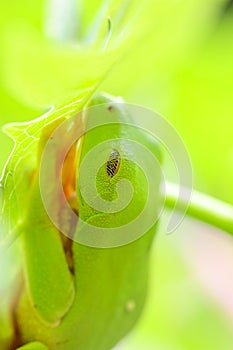 sleeping gliding treefrog