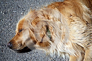 Sleeping golden retriever