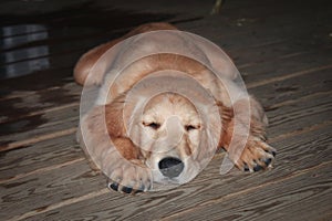 Sleeping Golden Retriever