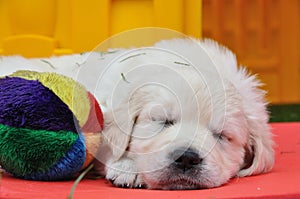 Sleeping golden retriever puppy