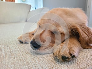 Sleeping Golden Retriever Puppy