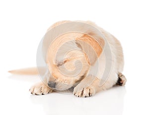 Sleeping golden retriever puppy dog. on white background