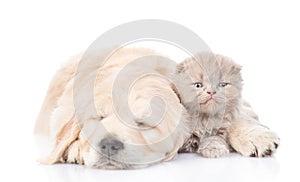 Sleeping golden retriever puppy embracing tiny kitten. isolated on white background