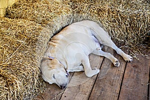 Sleeping Golden Retriever Puppy in farmhouse