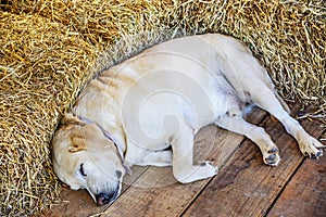 Sleeping Golden Retriever Puppy in farmhouse