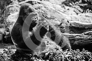 A sleeping gorilla in the Loro Parque on Tenerife