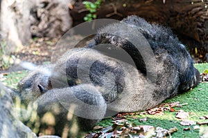 A sleeping gorilla in the Loro Parque on Tenerife photo