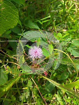 Sleeping Grass Sensitive Plant Flower