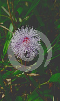 Sleeping Grass Sensitive Plant Touch-me-not Shame Plant Live-and-die Humble Plant Action Plant Mimosa photo