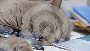 Sleeping Gray British Cat with Glasses Lies on Scattered Books on Table. Zoom