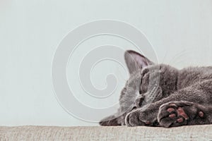 Sleeping gray british shorthair kitten