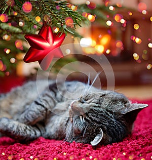 Christmas background with gray cat sleeps comfortably near the fireplace.