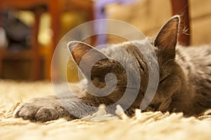 Gray cat lying on the carpet