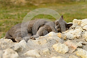 A sleeping gray cat in the sunset