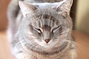 Sleeping gray fluffy tabby cat on the table, selective focus. Close-up of the muzzle of a very beautiful gray cat.