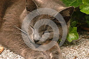 Sleeping Gray kitty cat